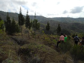 jeunes arbres jeunes arbres
