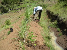plantation