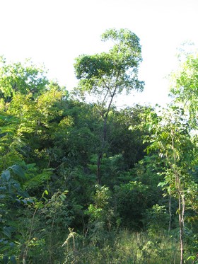 Rivi&egrave;re Froide - Bois Djoute